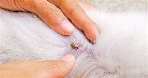 zecche cani come toglierle